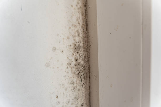 Environmental Consulting for Mold Prevention in Munsons Corners, NY